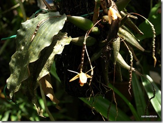 Coelogyne_incrassata_4