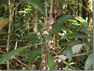 Coelogyne_incrassata_6