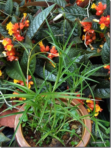 Arundina_graminifolia_mini_Vietnam