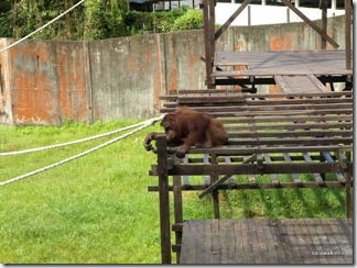 orang_utan_in_enclosure