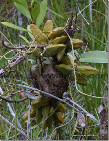 ant_plants_dischidia_and_hydnophytum