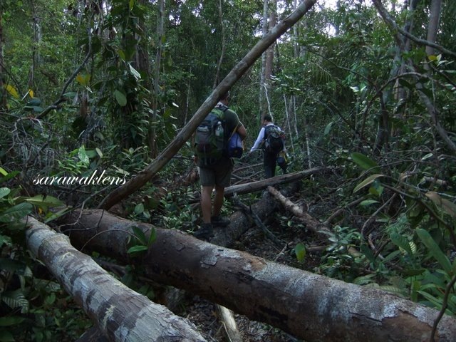 [Teluk_Limau_trail_Bako_National_Park_17.jpg]