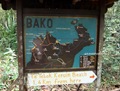 Teluk_Limau_trail_Bako_National_Park_49