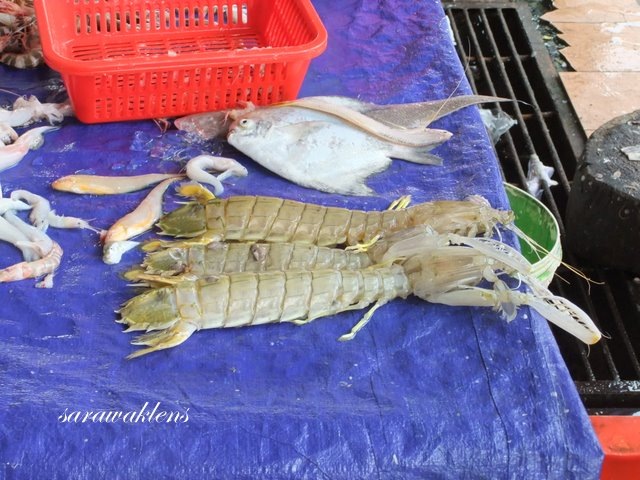 [mantis_shrimp[7].jpg]