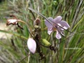 Pulau_Lakei_Bako_National_Park_17 Pulau_Lakei_Bako_National_Park_17