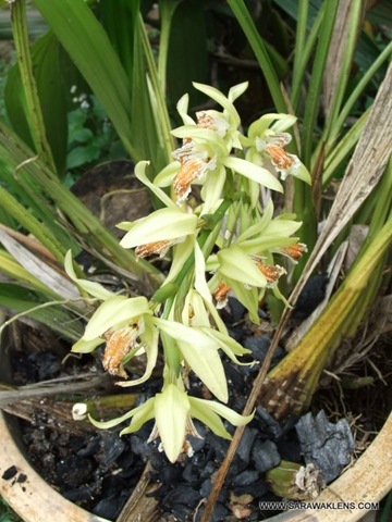 Coelogyne_asperata3