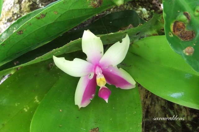 [Phalaenopsis_bellina[2].jpg]