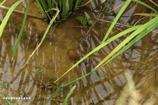 Bakalalan_Sarawak_08_apple_snails