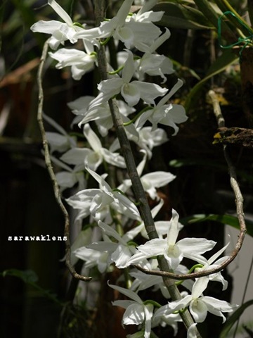 Dendrobium_anosmum_alba