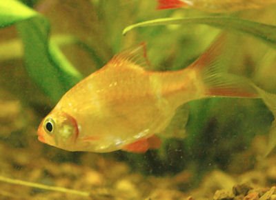 albino tiger barb