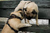 DSC_0127.jpg