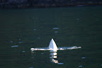 Orca 2 orca pictures