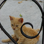 Gato del cementerio