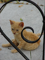 Gato del cementerio MSS