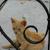 Gato del cementerio MSS