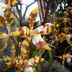 Exposición Orquídeas 2005 Exposición Orquídeas 2005