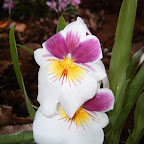 Exposición Orquídeas 2005 Exposición Orquídeas 2005