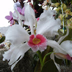 Exposición Orquídeas 2005 Exposición Orquídeas 2005
