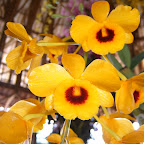 Exposición Orquídeas 2005 Exposición Orquídeas 2005