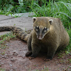 Un coat&iacute;