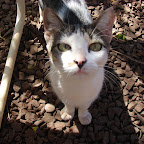 Al gato y al ratón Al gato y al ratón