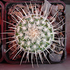Cactus Cactus