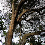 Ceiba de San Gil Ceiba de San Gil
