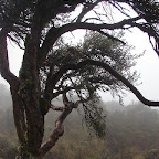 Domado por el viento Domado por el viento