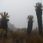 Frailejones en la zona de páramos Frailejones en la zona de páramos