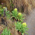 Flora de la región Flora de la región