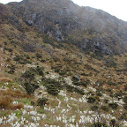 Flora de la región Flora de la región
