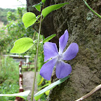 Flora de la zona Flora de la zona