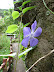 Flora de la zona Flora de la zona