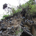 Una pared de palomas