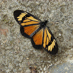 Mariposa Mariposa