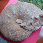 F&oacute;sil encontrado en las cuevas