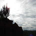 Cactus candelabro contra el sol