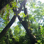 Zona de manglar Zona de manglar