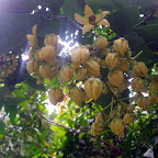 Flora del Chocó Flora del Chocó