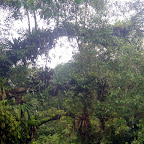 La zona de manglar del río Valle La zona de manglar del río Valle