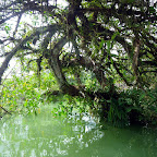 La zona de manglar del río Valle La zona de manglar del río Valle