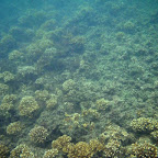 Corales en la Ensenada de Utría Corales en la Ensenada de Utría