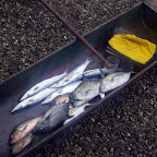El oficio de pescador El oficio de pescador