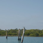 Ave marina Ave marina
