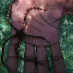 Fauna del arrecife de coral de San Bernardo