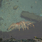 Acuario de langostas Acuario de langostas