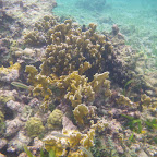 Corales en San Bernardo Corales en San Bernardo
