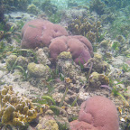 Corales en San Bernardo Corales en San Bernardo