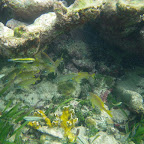 Fauna marina en San Bernardo Fauna marina en San Bernardo