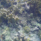 Corales en San Bernardo Corales en San Bernardo